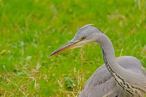 Close-up van een jonge blauwe reiger