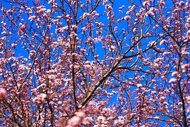 L'éveil du printemps