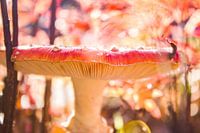Mushroom