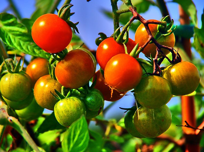 Buisson de tomates par Edgar Schermaul