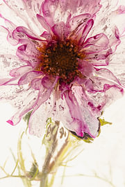 Cosmea dans la glace sur Marc Heiligenstein