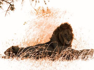 Lion Serengeti von Rianne Magic moments