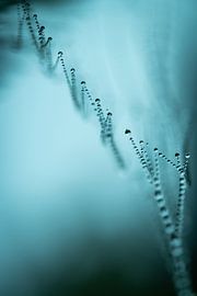 Schwebende Wassertropfen auf einem Spinnennetz von Nanda Bussers