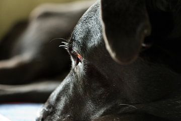 Spanish Mastiff, good lobster by Ans van Heck