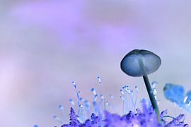 Purple Mushroom by Monique Laats-Wind