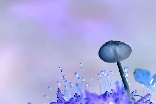Purple Mushroom