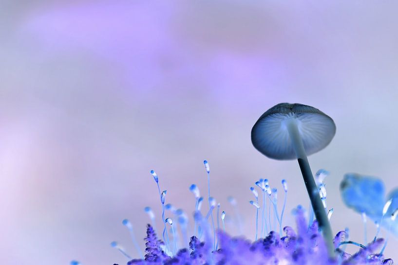 Purple Mushroom par Monique Laats-Wind