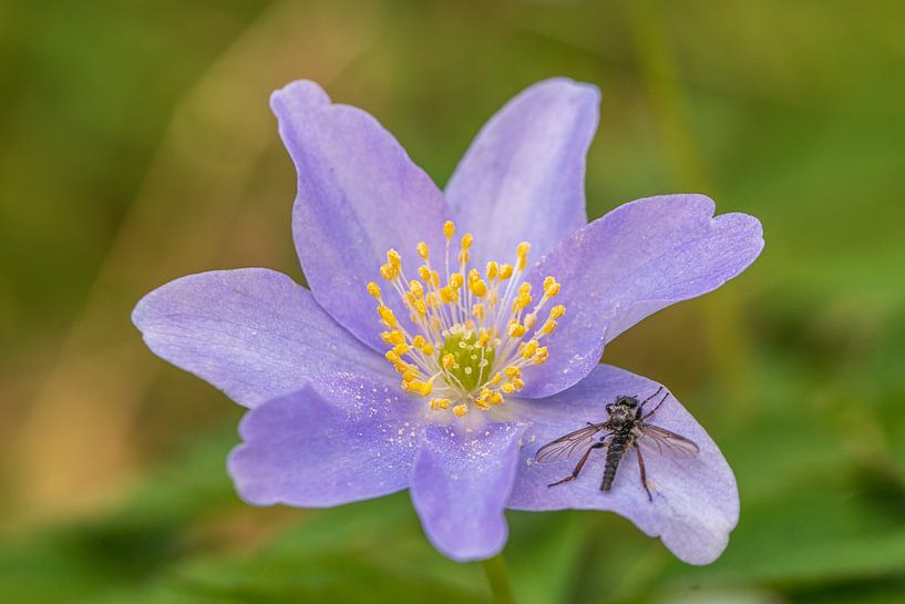 Blume mit Fliege von Rien Den otter