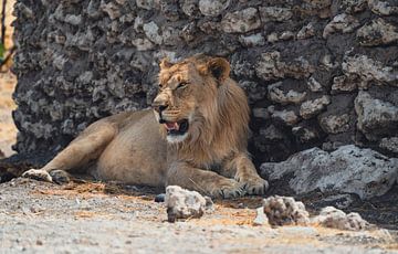 Leeuwin in Namibië, Afrika van Patrick Groß