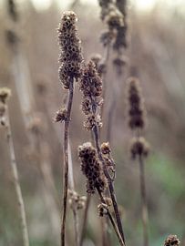 Blühende Blumen von Mr White Takes Pictures