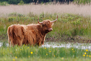 Scottish Highland cow seeks relief from the heat