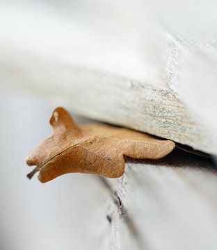 Bruin herfstblad tussen hout, herfst, eik, eiken, macro, detail. van John Quendag