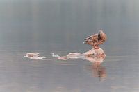 Reflexion einer im Wasser - Pastell
