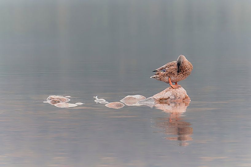Réflexion d'un dans l'eau - pastel par 28Art - Yorda