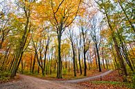 Herfst van Michel Groen thumbnail