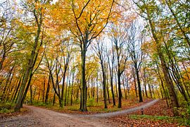 Herfst by Michel Groen
