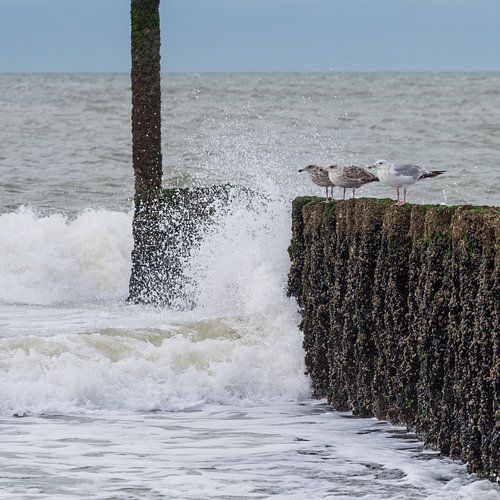Ruhe und Dynamik am Strand von Marjolijn van den Berg