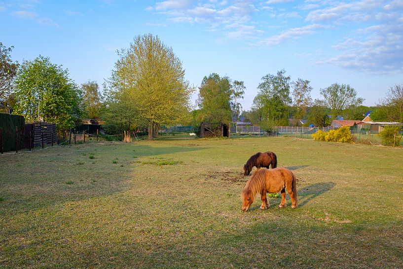 Mini Ponies in meadow by Johan Vanbockryck