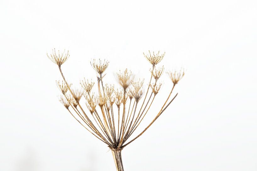 Plant op witte achtergrond van Thomas Heitz