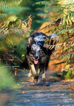 Sprinting through the brushes - Snorre von Catch Chris