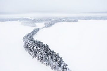 Aerial view of trees in snow on a frozen lake by Martijn Smeets