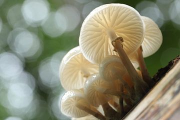 Porcelain mushrooms