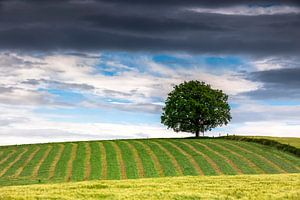 Der Baum von Tilo Grellmann