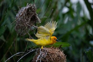 Webervogel, Ploceidae, Widahfinken beim Nestbau von Fotos by Jan Wehnert