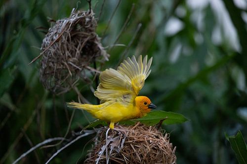 Wevervogel, Ploceidae, Widahvinken die een nest bouwen