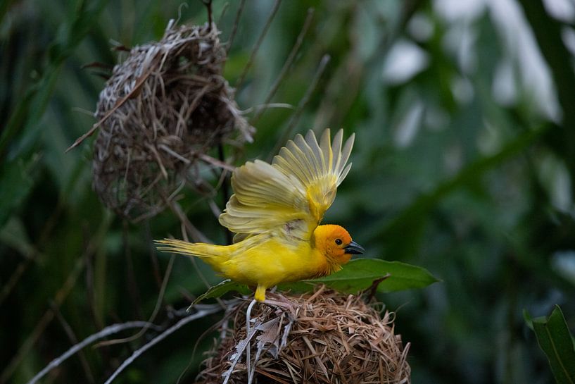 Weaver bird, Ploceidae, Widah finches building a nest by Fotos by Jan Wehnert