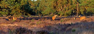Panorama Red deer by Anton de Zeeuw