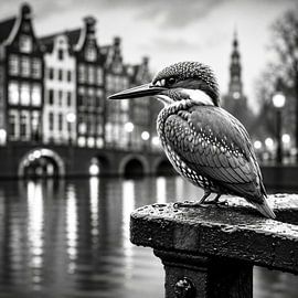 Kingfisher in Amsterdam by Salt Theory