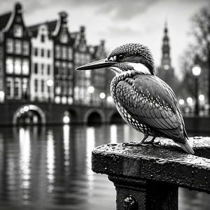 Le martin-pêcheur à Amsterdam