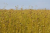 een vlas veld met zaden in de zomer