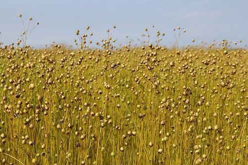 a flax field with seeds in summer