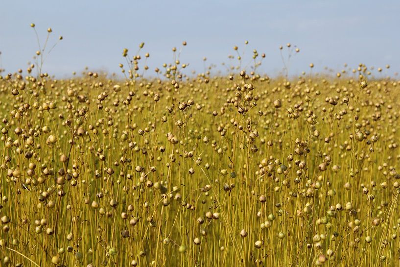 ein Flachsfeld mit Samen im Sommer von Angelique Nijssen