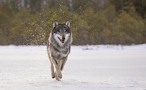 Wolf sur Claudia van Zanten