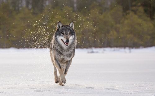 Wolf