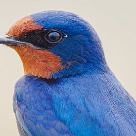 Portrait d'une hirondelle rustique sur Laurens de Waard