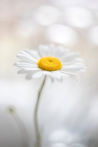 Margriet in zacht licht.