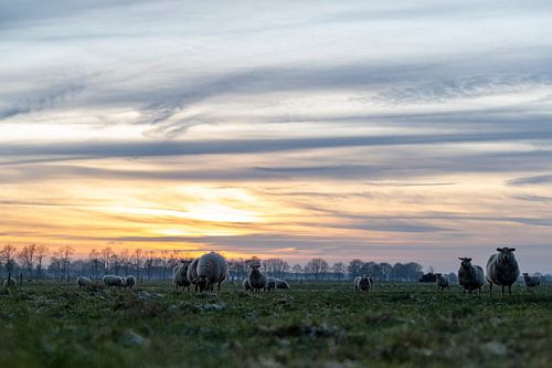 Landschap met zonderondergang en schapen
