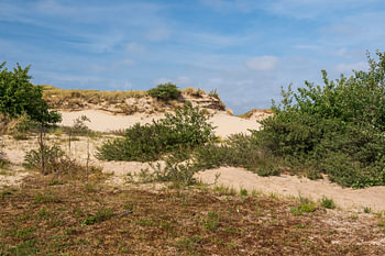 Die schönen Dünen von Meijendel bei Wassenaar