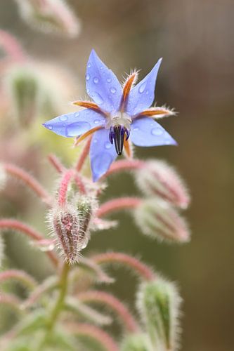 Doorschijnend blauw