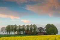 Sunset rapeseed field with traditional borg