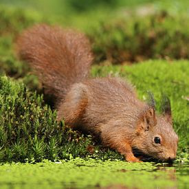 Squirrel by Jan de Vries