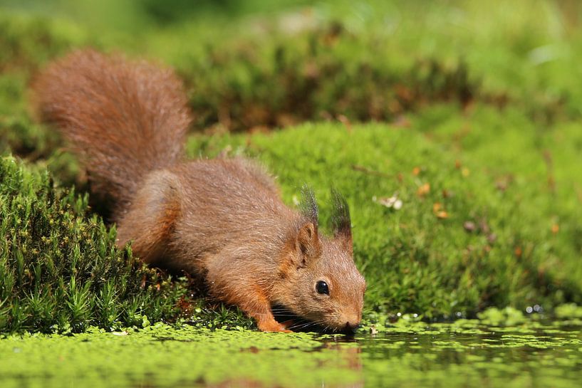 Eichhörnchen von Jan de Vries