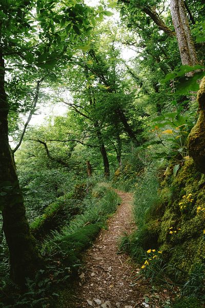 Forêt de conte de fées par Jochem de Jong