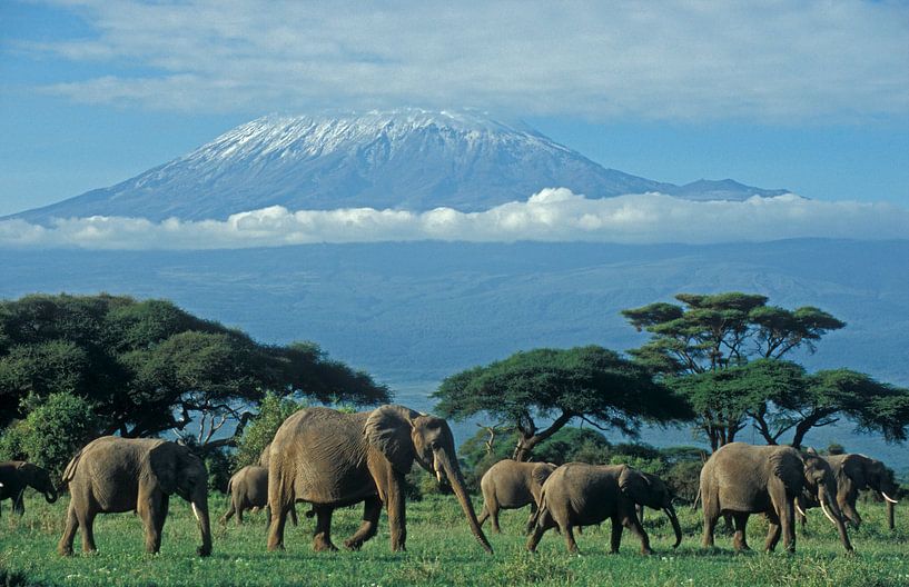 Afrikanischer Elefant von Paul van Gaalen, natuurfotograaf
