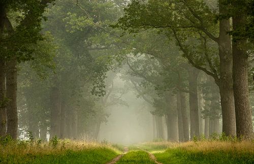 Mistige ochtend