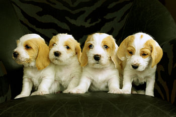 Quatre Chiots (Vier Puppies)